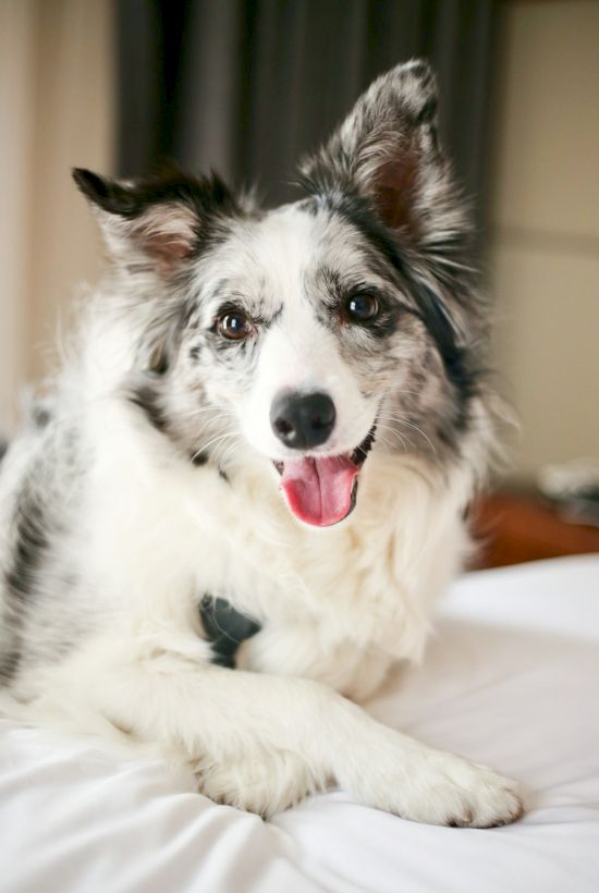 A happy black and white dog with one ear up, lying on a bed, looking at the camera with a playful expression.