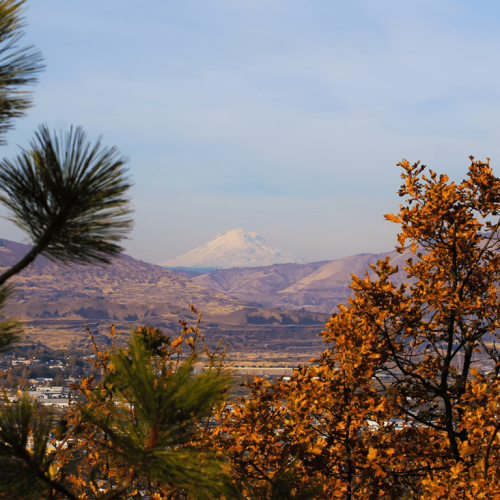 A landscape with autumn trees in the foreground and a snow-capped mountain in the distance under a clear sky.
